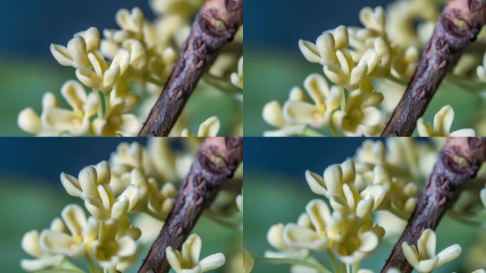 桂花花蕊开放植物生长时光流逝特写延时