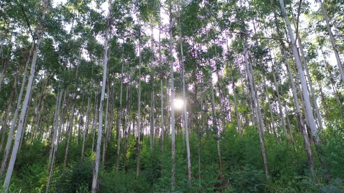 风吹树林光影阳光树叶森林树丛枝干枝叶丛林