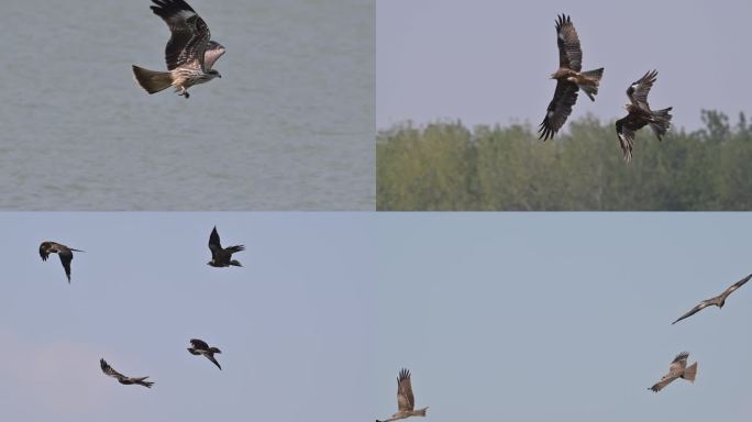 一群“食腐鸟”黑耳鸢空中飞行盘旋争夺食物