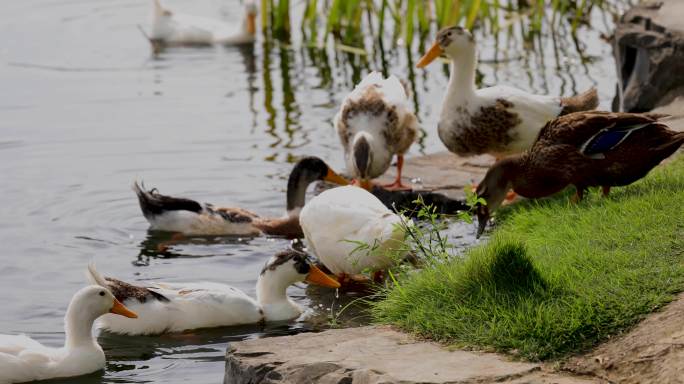 武汉园博园杭州园区湖中一群抢食物中的鸭子