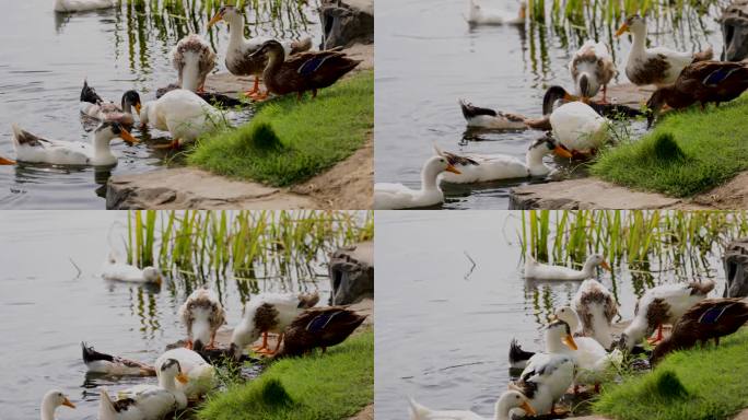 武汉园博园杭州园区湖中一群抢食物中的鸭子