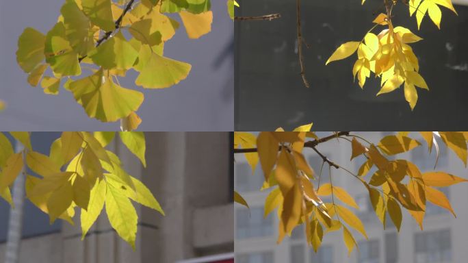 落叶悲凉黄树叶秋天初秋天凉了秋风 银杏叶