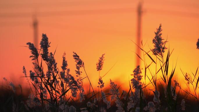 唯美夕阳晚霞日落日下的芦苇特写