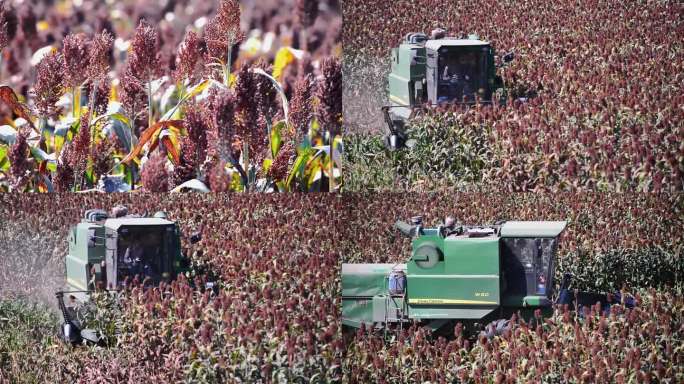 高粱收割机械化农田规模种植三农新型农业