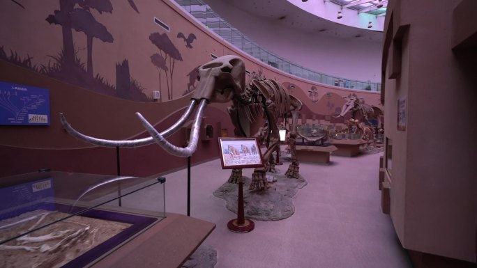 陕西自然博物馆恐龙化石