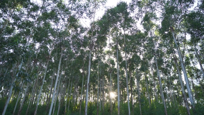 风吹树林摇摆曳森林快速林人工种植林小树林