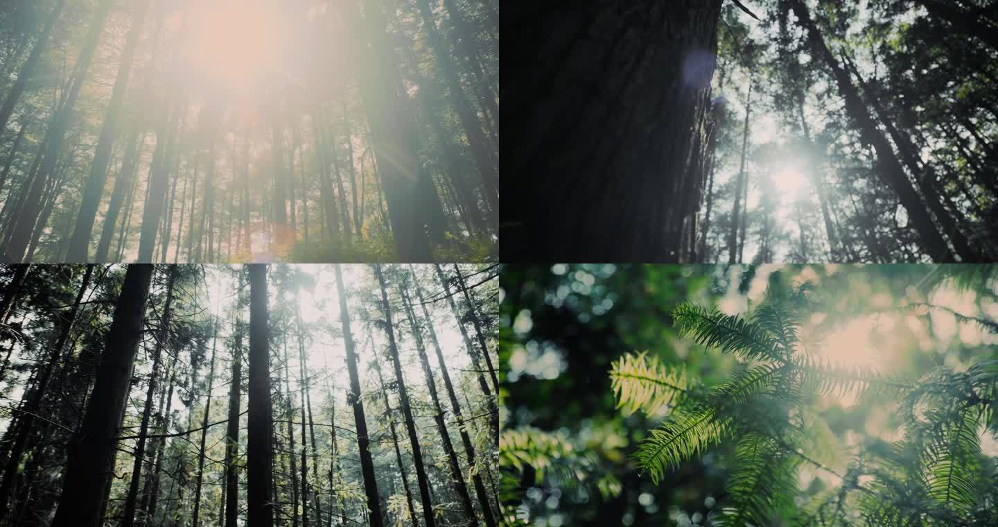 4k实拍森林光影
