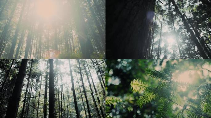4k实拍森林光影