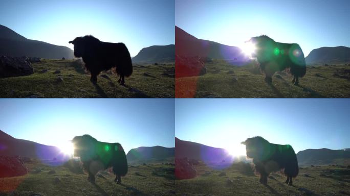 内蒙古草原牦牛