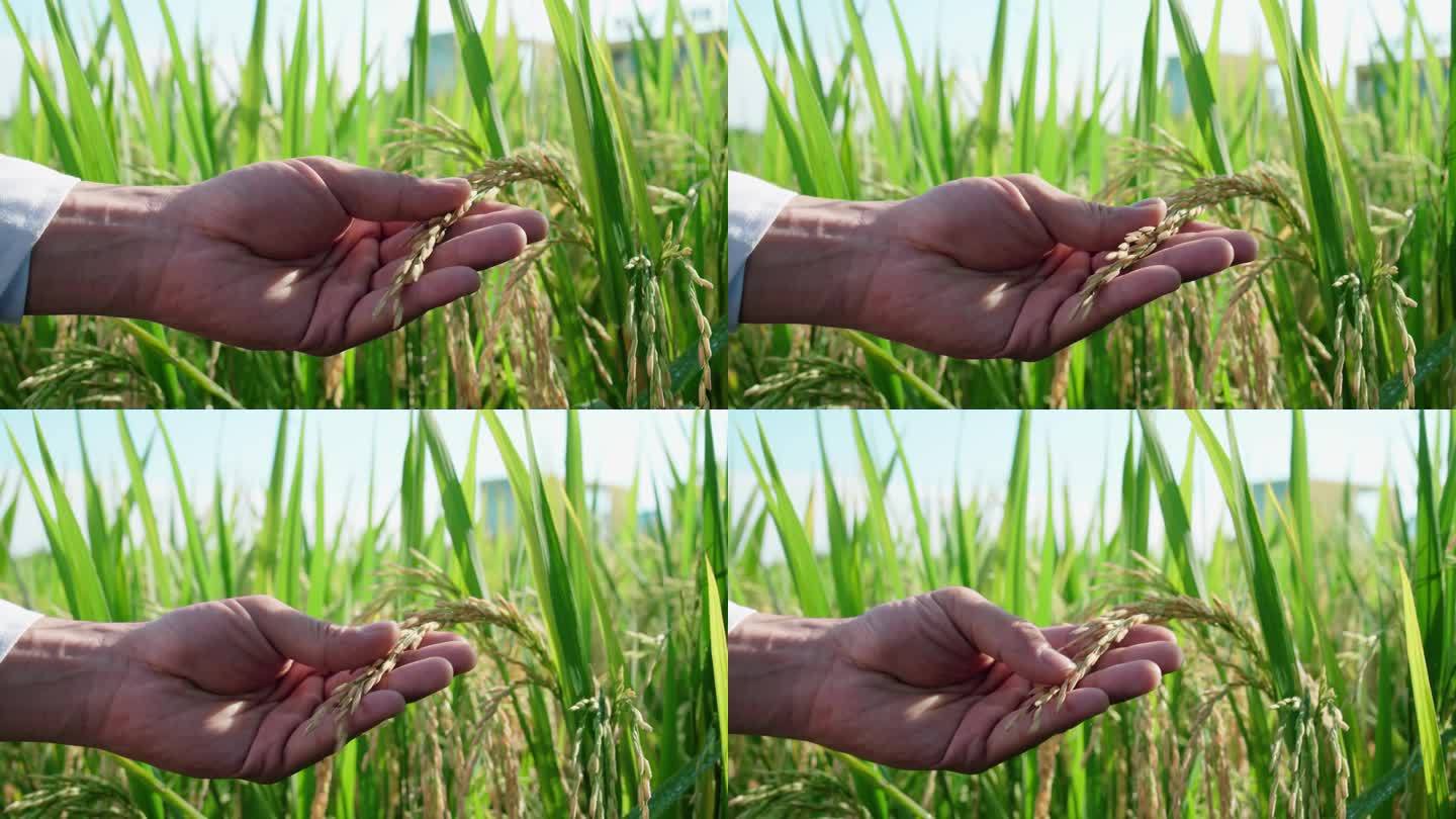 农技专家查看水稻