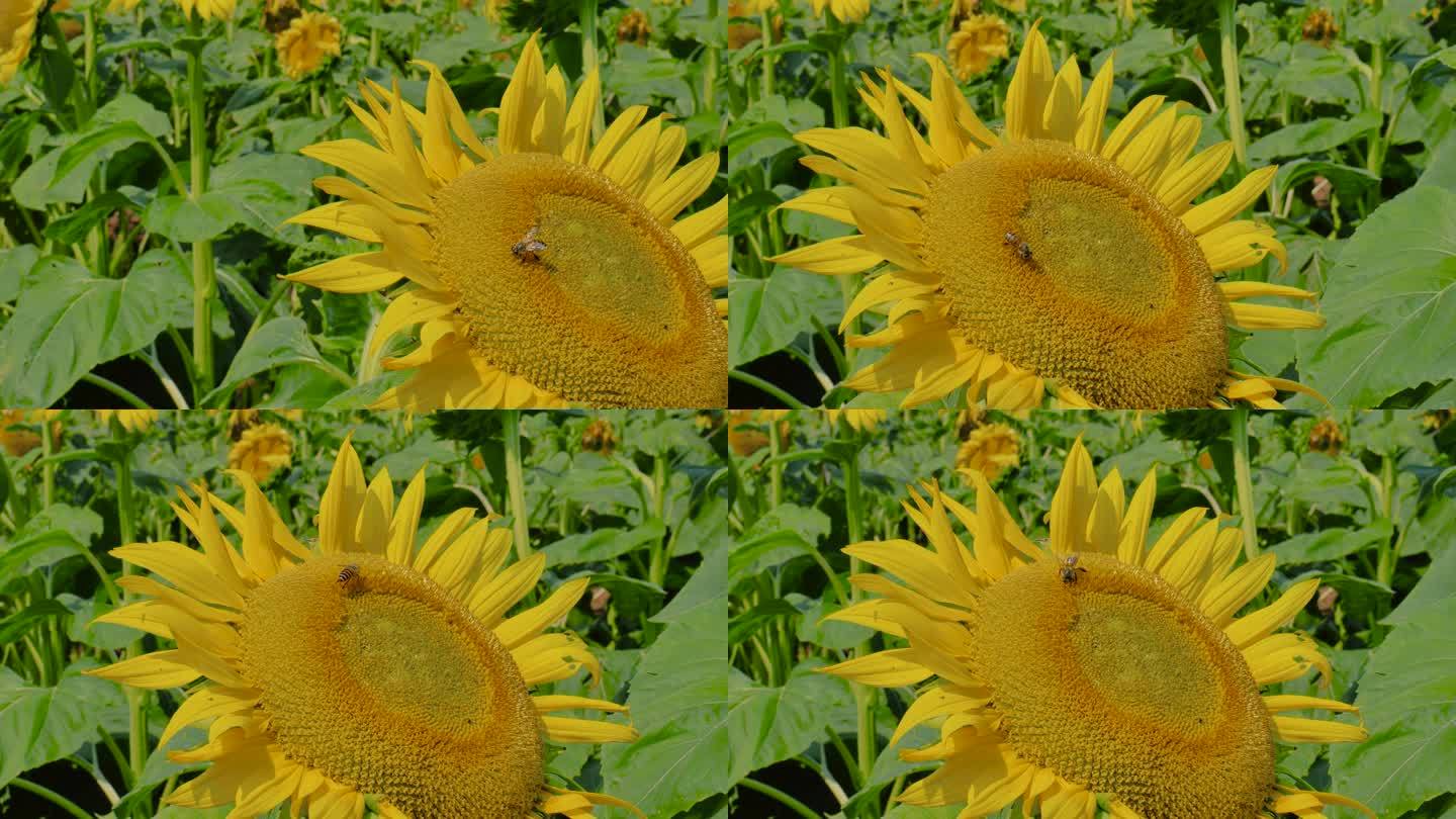 向日葵中采蜜的蜜蜂2
