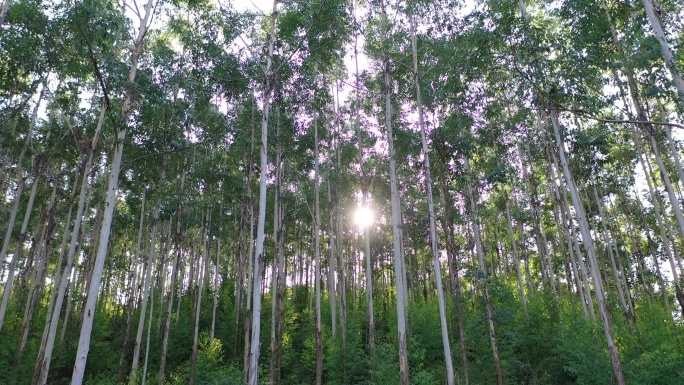 风吹树林摇摆曳森林快速林人工种植林小树林