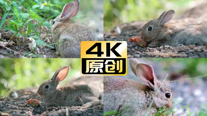 兔年 山野间的灰兔子 癸卯 卯年十二生肖