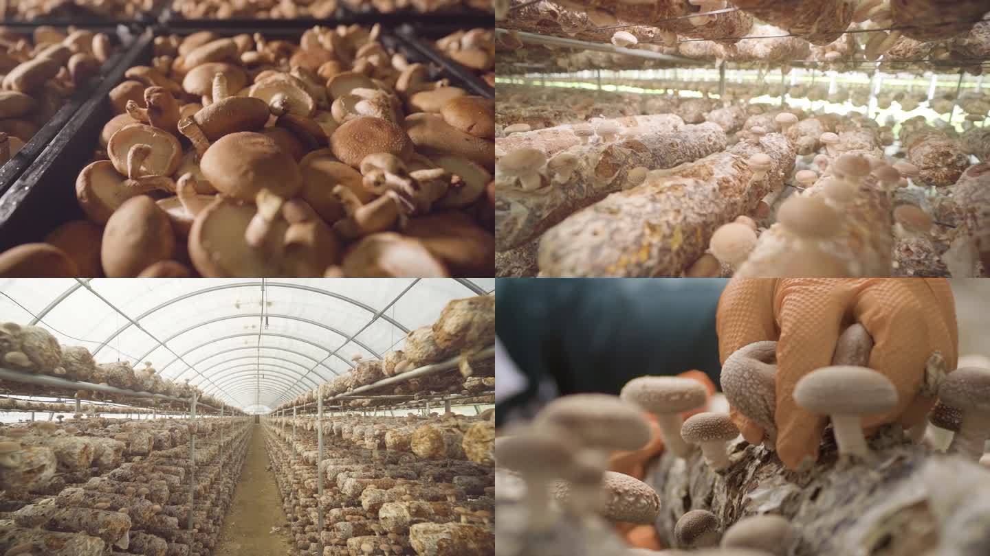 香菇种植生产