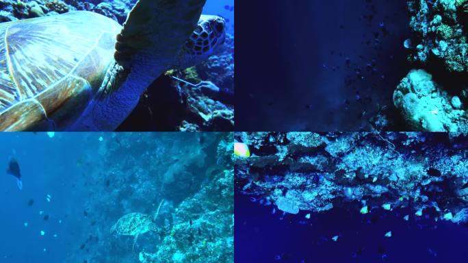 潜水 海龟 玳瑁实拍