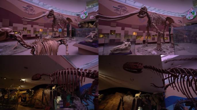 陕西自然博物馆恐龙化石4