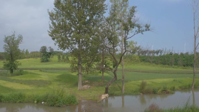 湿地一对小鸟栖息