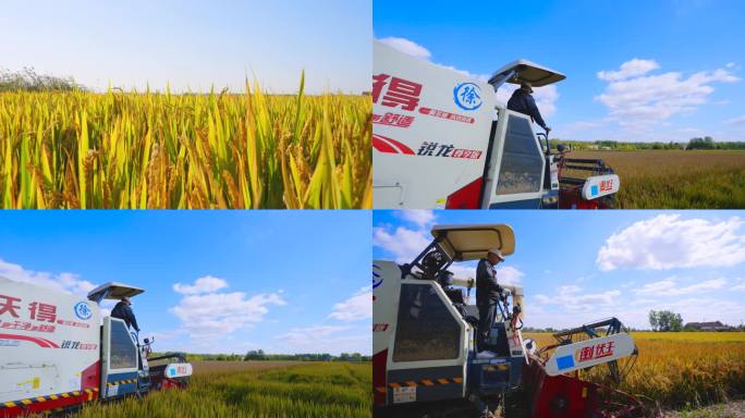【4K】家庭农场收割水稻