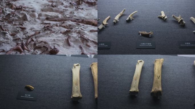 远古骨头化石考古挖掘