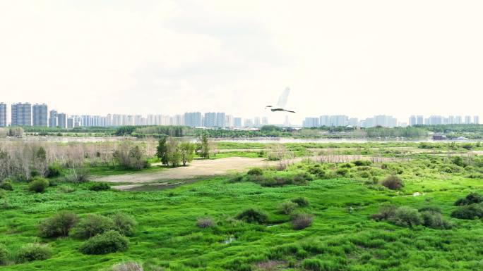 4k航拍鸥鸟 湿地鸟类 湿地生态  群鸥