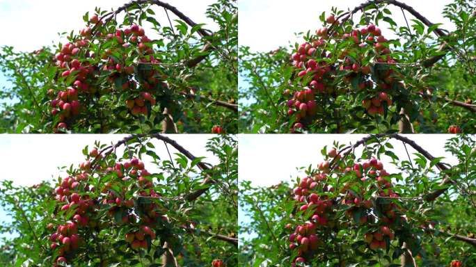 采摘园苹果采摘，结满苹果的果树