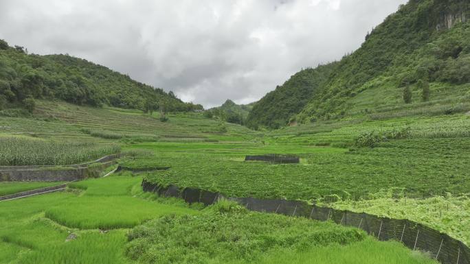 田地梯田航拍