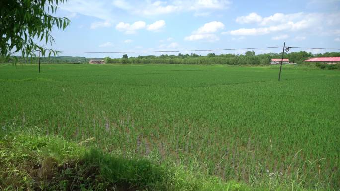 农村绿油油的稻田