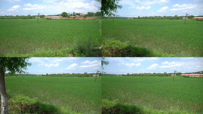 农村绿油油的稻田