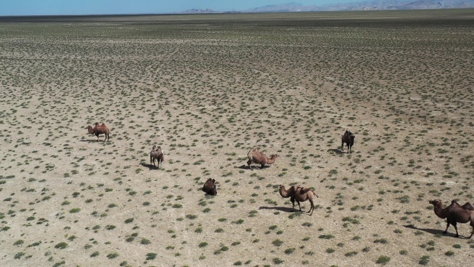 戈壁荒漠中的骆驼航拍
