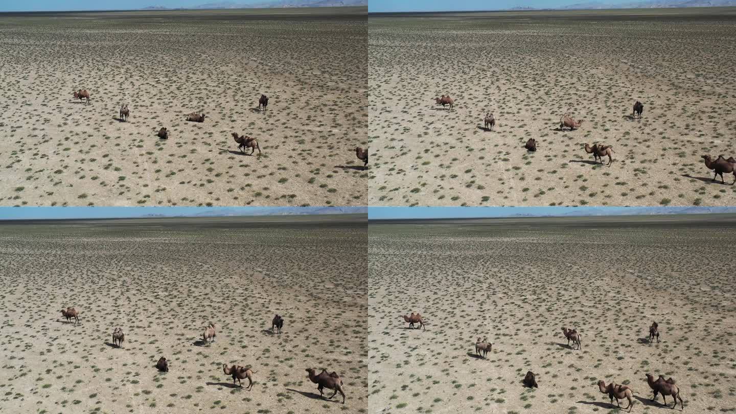 戈壁荒漠中的骆驼航拍