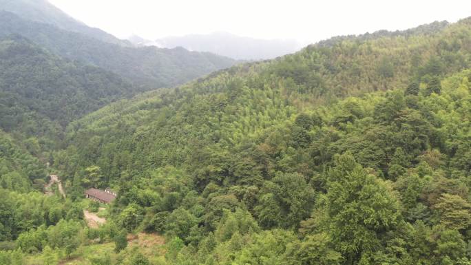 竹林 竹海 大山 航拍