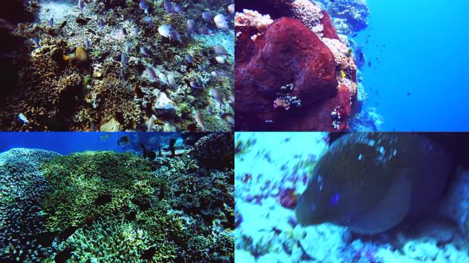 潜水 海底世界 海洋鱼群实拍