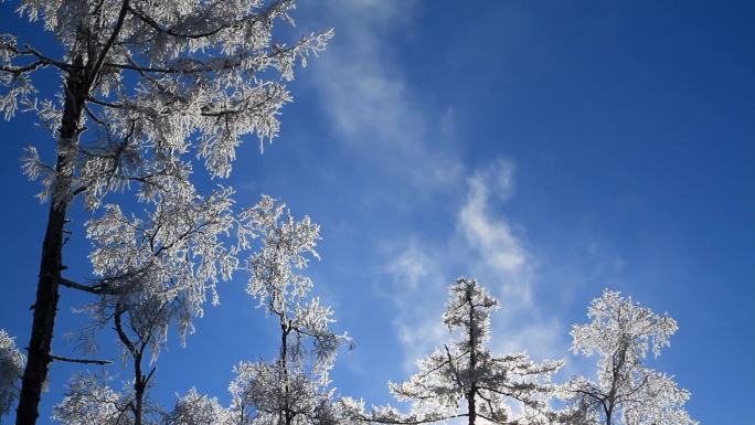 大兴安岭雪树雾凇