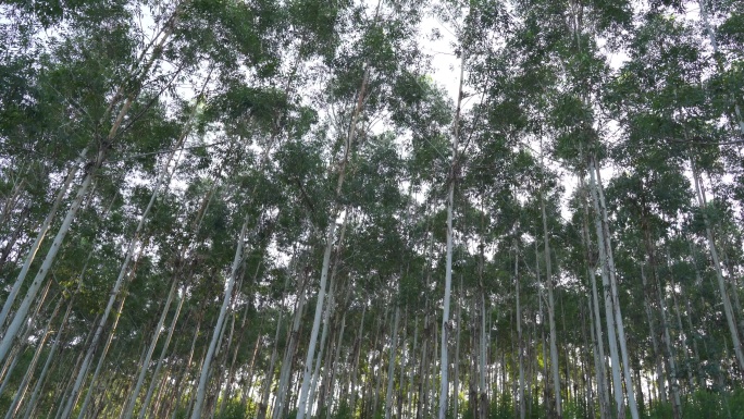 风吹树林摇摆曳森林快速林人工种植林小树林