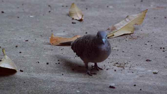 山斑鸠