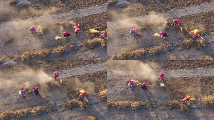 俯拍农民在乡间田里收集波斯菊种子