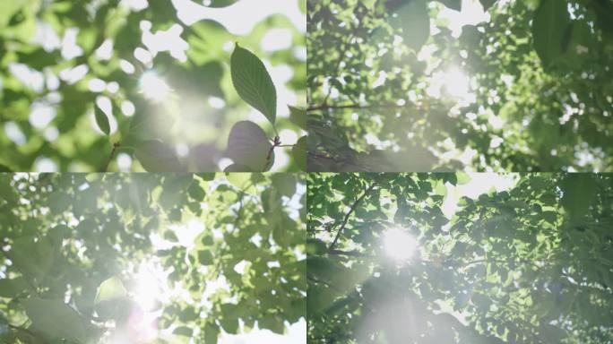 【唯美】阳光穿透树叶 意向空镜