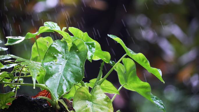 原始森林大自然滴水观音植物叶子下雨水滴