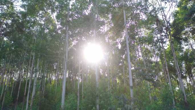 风吹树林光影阳光树叶森林树丛枝干枝叶丛林