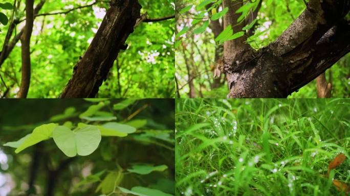 森林草地叶子树干大树