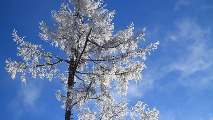 大兴安岭雪树雾凇