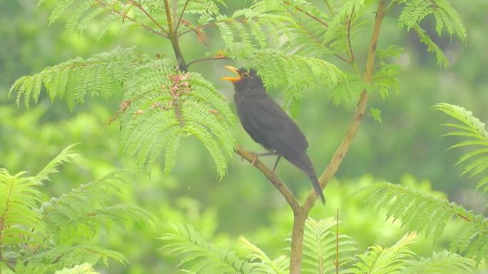 好听的乌鸫叫声，附近有布谷鸟叫声