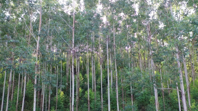 风吹树林光影阳光树叶森林树丛枝干枝叶丛林