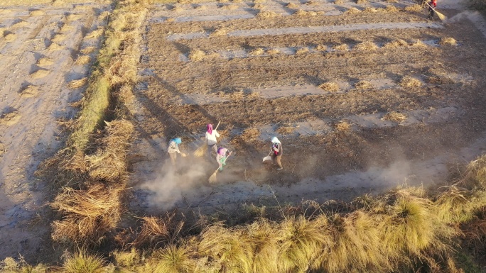 俯拍农民在乡间田里收集波斯菊种子