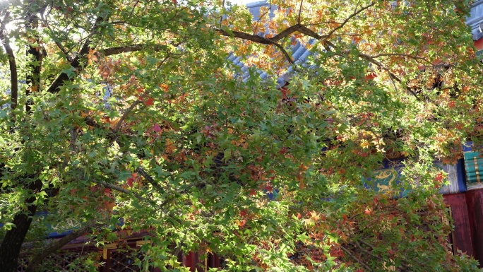 深秋-绿叶、红叶与宫殿