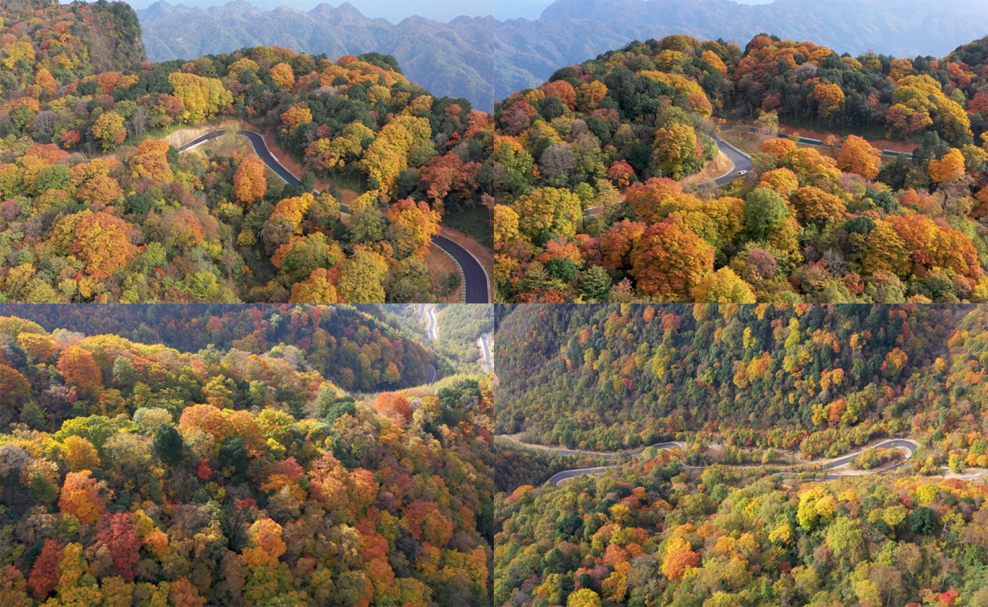 秦巴山区高山秋色层林尽染4K