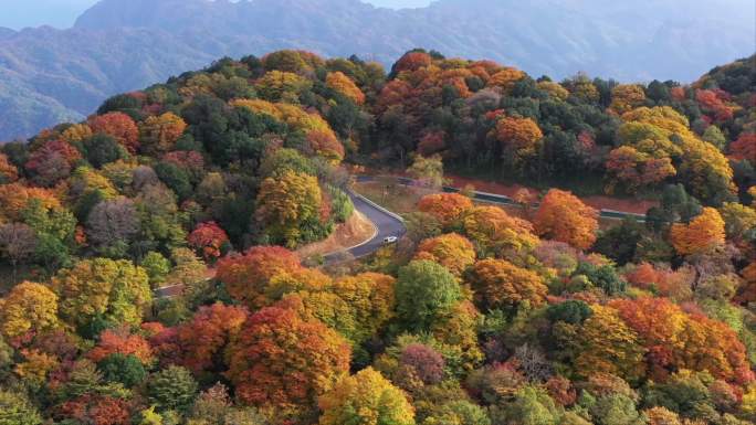 秦巴山区高山秋色层林尽染4K