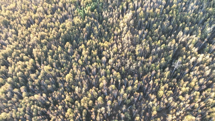 航拍秋季彩色白桦林风景