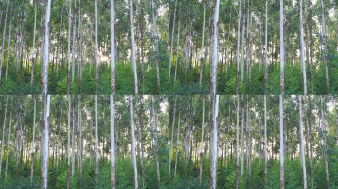 风吹树林摇摆曳森林快速林人工种植林小树林