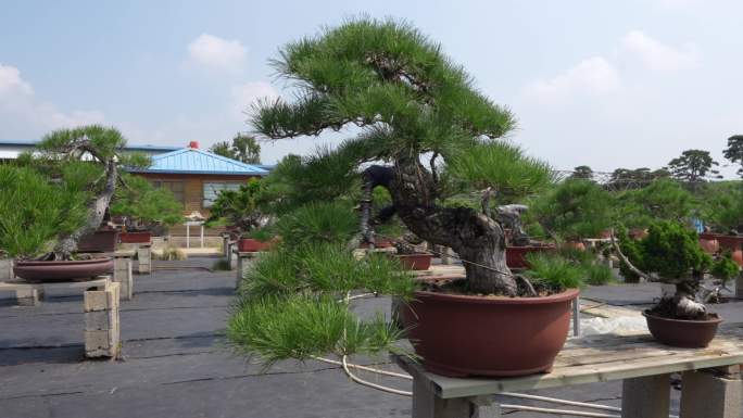 泰安泰山国际花木城盆景园松柏盆景